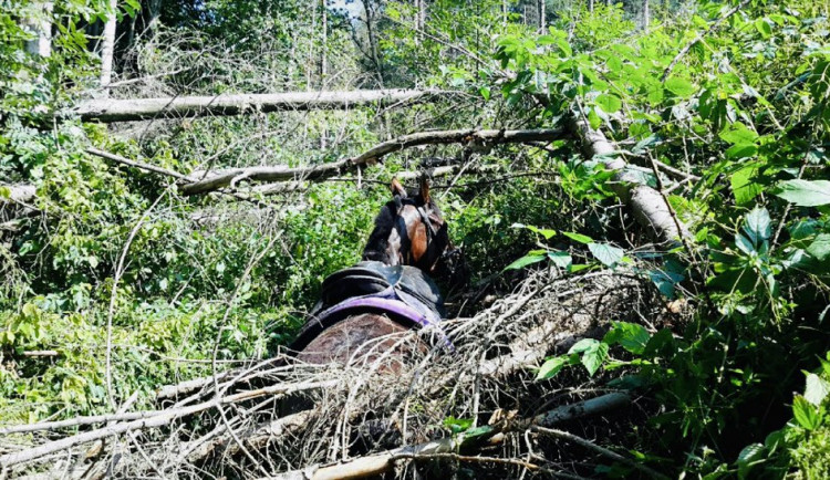 Hasiči zachraňovali zaklíněného koně