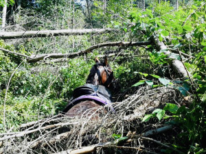 Hasiči zachraňovali zaklíněného koně