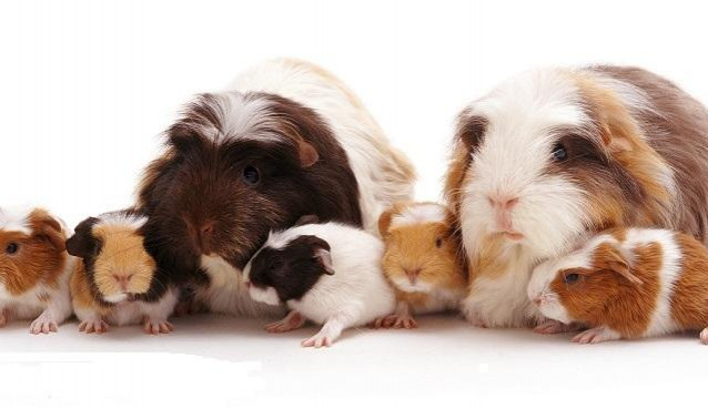 O víkendu proběhne v Přerově celostátní výstava mladých králíků a drůbeže