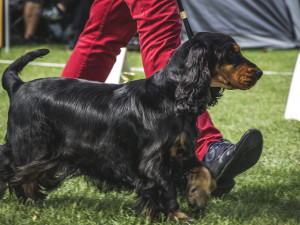 Na Floře se o víkendu předvede přes dva a půl tisíce psích šampionů na výstavě Floracanis Olomouc
