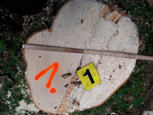 Někdo mu kradl dřevo. Na místo se vypravil s policii a zloděje přistihli při činu