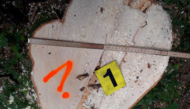 krádež dřevní hmoty (1)