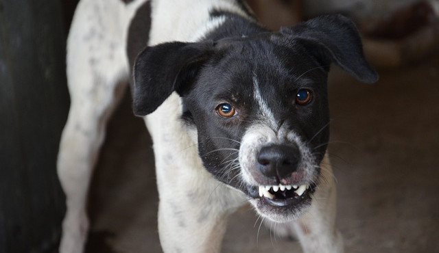 Pes vyběhl ze zahrady rodinného domu a pokousal ženu na levé ruce, se zraněním musela do nemocnice