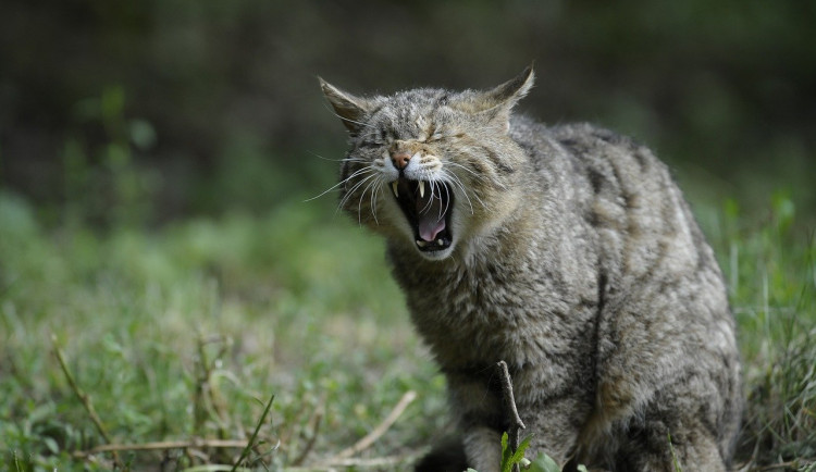 Odborníci se ve dvouletém projektu pokusí zmapovat ohroženou kočku divokou