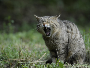 Odborníci se ve dvouletém projektu pokusí zmapovat ohroženou kočku divokou