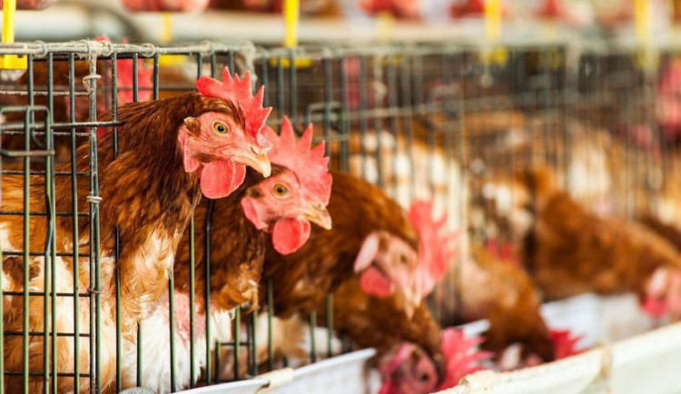 Sněmovna schválila zákaz klecových chovů slepic v Česku od roku 2027