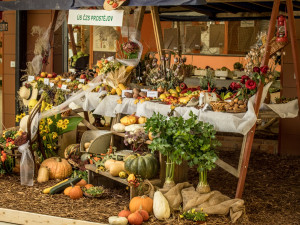 Blíží se podzimní výstava Flora Olomouc. Poukáže na vnitřní krásu rostlin a zdraví plodů