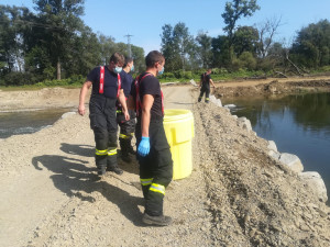 Odlov uhynulých ryb a sběr vzorků z řeky Bečvy pokračuje. Čeká se na výsledky z laboratoře
