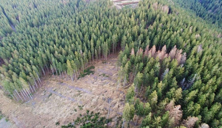 POLITICKÁ KORIDA: Kůrovcová krize v Jeseníkách. Jak ji řešit? Zeptali jsme se kandidátů do voleb