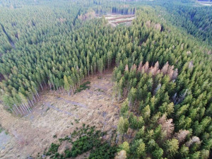 POLITICKÁ KORIDA: Kůrovcová krize v Jeseníkách. Jak ji řešit? Zeptali jsme se kandidátů do voleb