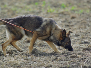 Po ztraceném pacientovi se pátralo přes čtyři hodiny. Našla ho až polská policie