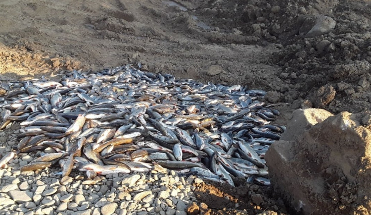 Zdroj kontaminace Bečvy je stále neznámý. Havárie zahubila desítky tisíc ryb
