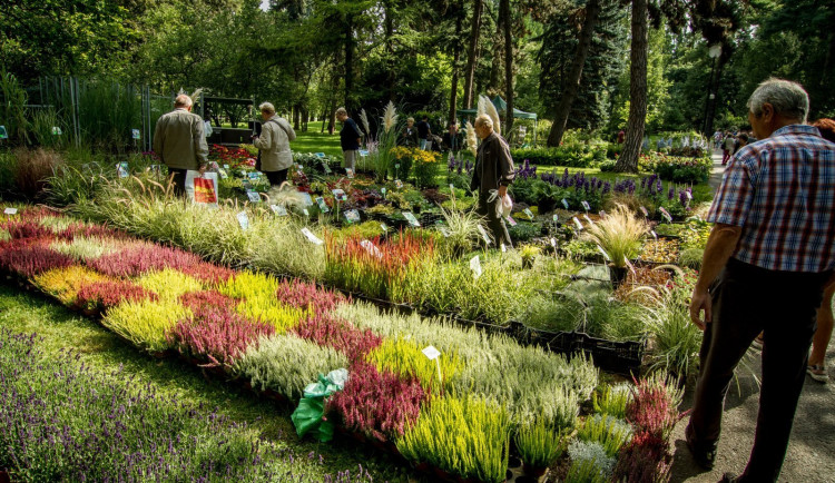 Flora Olomouc bude na podzimní přehlídce kontrolovat počet návštěvníků