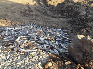 Zdroj kontaminace Bečvy je stále neznámý. Havárie zahubila desítky tisíc ryb