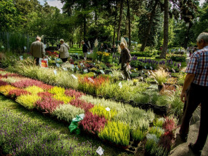 Flora Olomouc bude na podzimní přehlídce kontrolovat počet návštěvníků