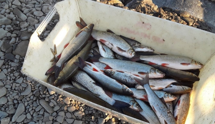 Mrtvá Bečva. Z řeky odvezli rybáři do kafilérie už 20 tun otrávených ryb