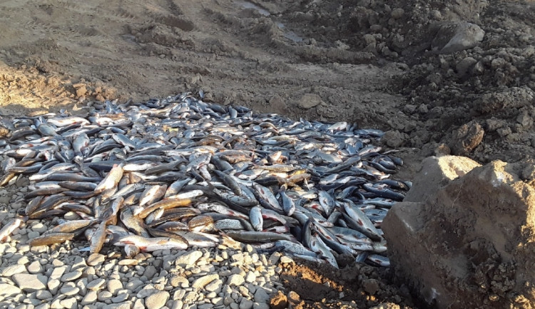 Ryby v řece Bečvě otrávily kyanidy, vyplynulo to z rozboru vody. Případ převzali kriminalisté