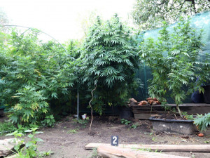 Úrodu konopí „sklidili“ policisté. Dvěma pěstitelům hrozí vězení