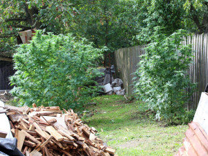 Úrodu konopí „sklidili“ policisté. Dvěma pěstitelům hrozí vězení