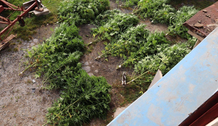 Úrodu konopí „sklidili“ policisté. Dvěma pěstitelům hrozí vězení)