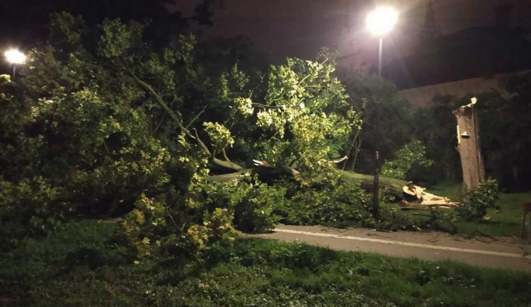 Spadlý strom bránil cyklistům v průjezdu parkem. O úklid se postarali hasiči