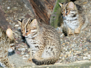 FOTO: Mláďata kočky amurské čeká na konci roku cesta do Itálie a Německa