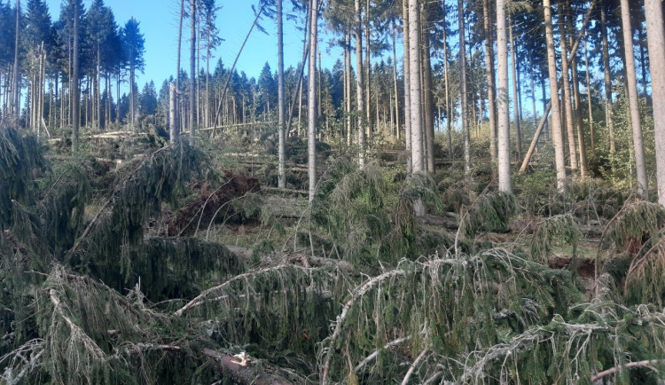 Na Jesenicku lesníci varují před vstupem do lesa. Silný vítr poškodil tisíce stromů