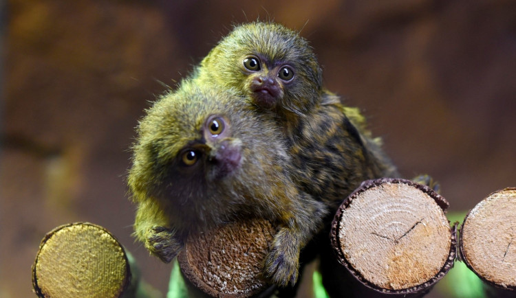 FOTO: V olomoucké zoo se narodila mláďata nejmenší žijící opice na světě