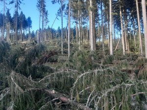Na Jesenicku lesníci varují před vstupem do lesa. Silný vítr poškodil tisíce stromů