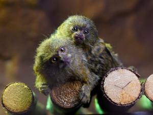 FOTO: V olomoucké zoo se narodila mláďata nejmenší žijící opice na světě