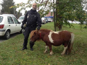 Strážníci v Černovíru chytali poníka. Někdo mu zřejmě úmyslně odepnul ohlávku