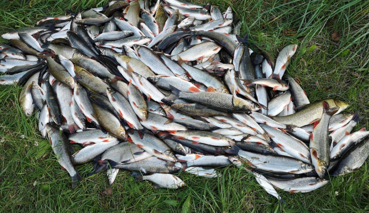 Likvidace desítek tun ryb z Bečvy stála půl milionu, chystá se vysazování