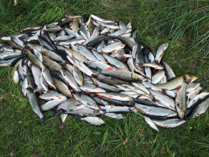 Likvidace desítek tun ryb z Bečvy stála půl milionu, chystá se vysazování