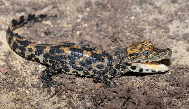 V olomoucké zoo o malé krokodýly čelnaté zkušebně pečuje matka