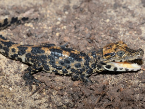 V olomoucké zoo o malé krokodýly čelnaté zkušebně pečuje matka