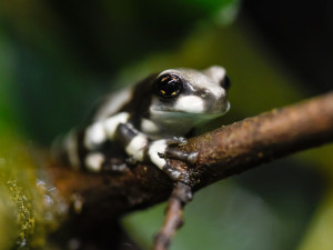 V olomoucké zoo se těší z nové snůšky rosničky včelí