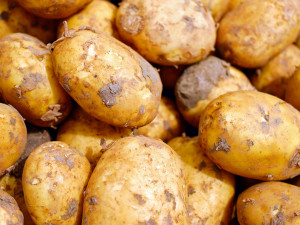 Sklizeň brambor a cukrovky se zpozdila o týdny kvůli dešťům