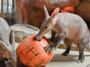 VIDEO a FOTO: Tygřice, opice či medojedi si užili „Dýňobraní“ v olomoucké zoo