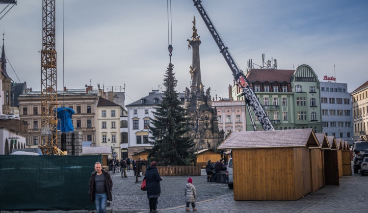 Olomouc už má vybraný vánoční strom. Podívejte se, jak bude vypadat