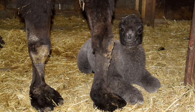 Velbloudí babička v olomoucké zoo porodila mládě. Jmenuje se Eliot
