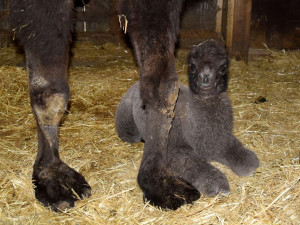 Velbloudí babička v olomoucké zoo porodila mládě. Jmenuje se Eliot