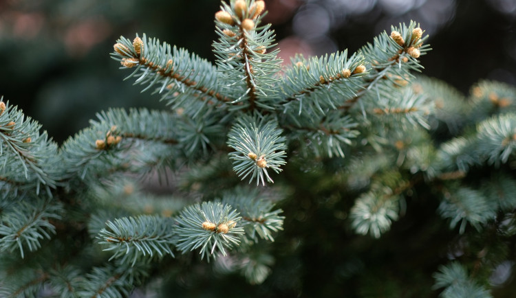 Vánoční stromky se začínají prodávat. Řetězce zahajují také on-line prodej