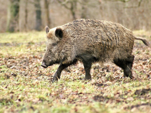 Kvůli divokým prasatům od pondělí otevřou prodejny se zbraněmi a střelivem