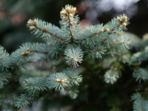 Vánoční stromky se začínají prodávat. Řetězce zahajují také on-line prodej