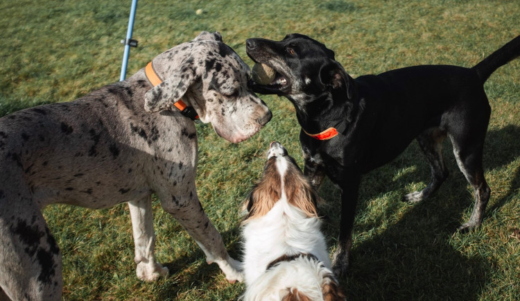 Také letošní Vánoce budou Šťastné a chlupaté! Covidu navzdory se bude na Olomoucku opět pomáhat opuštěným pejskům