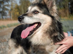 Takém letošní Vánoce budou Šťastné a chlupaté! Covidu navzdory se bude na Olomoucku opět pomáhat opuštěným pejskům