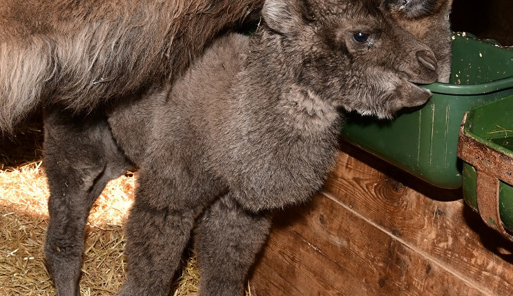 V olomoucké zoo se narodilo mládě velblouda dvouhrbého, dostalo jméno Eliot