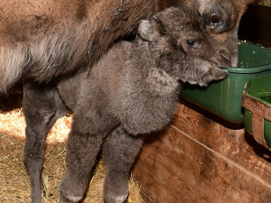 V olomoucké zoo se narodilo mládě velblouda dvouhrbého, dostalo jméno Eliot