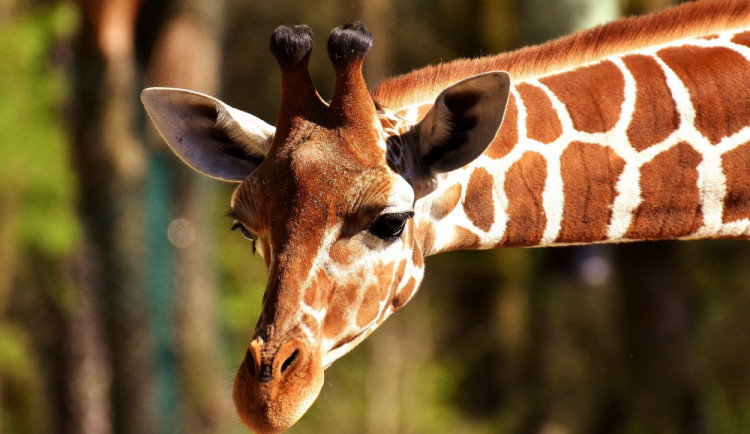 Olomoucká zoo se ve čtvrtek po 55 dnech otevře veřejnosti!