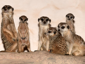 FOTO: V olomoucké zoo se narodila tři mláďata oblíbených surikat